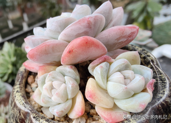 多肉沒收進室內，被凍得嘎嘣脆？別扔，這樣處理興許還能活過來