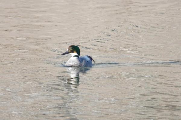 春節清河觀鳥記錄
