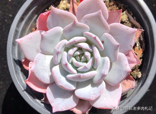 多肉新品之勞雪,養好之後既清且豔,另外還有3個優點值得你養它 多肉新品之勞雪,養好之後既清且豔,另外還有3個優點值得你養它