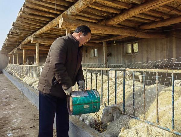 【新春走基層】王洪義:養羊叩開致富門 【新春走基層】王洪義:養羊叩開致富門