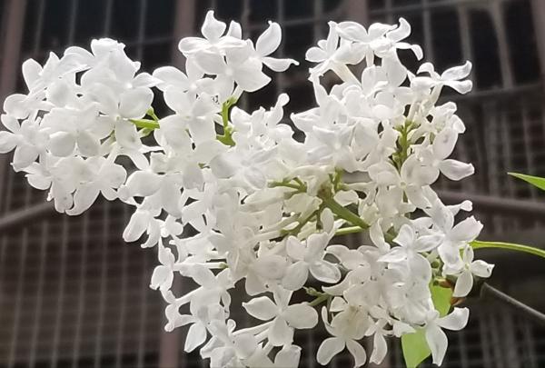 老教師愛養的7種花,書香氣飄滿屋,文化底蘊十足 老教師愛養的7種花,書香氣飄滿屋,文化底蘊十足