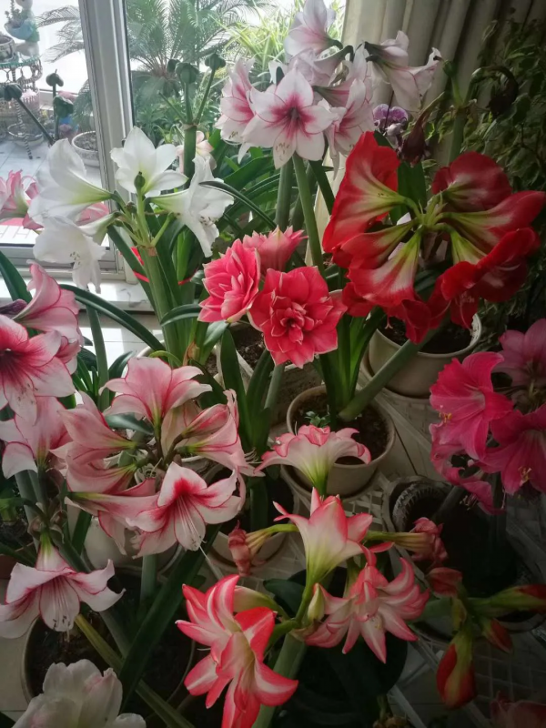 東北花友走遍歐洲著名花園,回國後建了座四季有花的北方花園 東北花友走遍歐洲著名花園,回國後建了座四季有花的北方花園