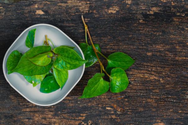 香椿含有致癌物，吃多了會得癌症？一個實驗揭示真相