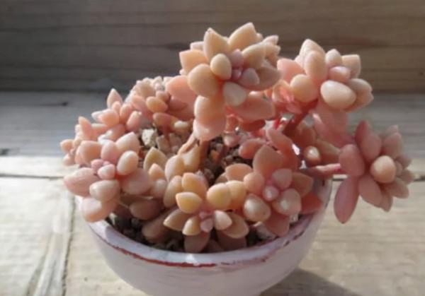 10種顏值爆表的多肉植物，看看你家養了幾種？