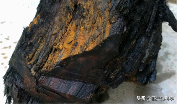 太值錢了!四川一工地發現40米長的烏木,如果不上交會怎樣? 太值錢了!四川一工地發現40米長的烏木,如果不上交會怎樣?