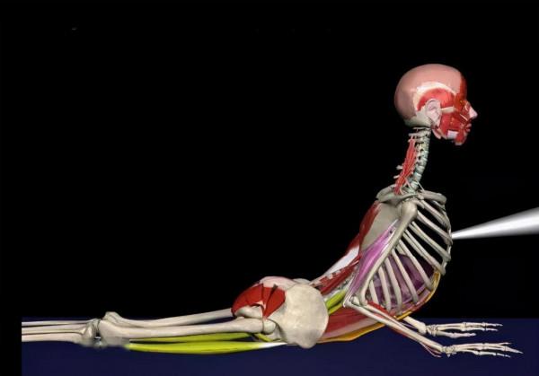 瑜伽眼鏡蛇式：幅度並不大手臂都沒伸直，腰還是不舒服，為什麼？