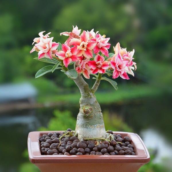 “懶人”就養這10種花,一個月不澆水也死不了,盆土越幹越易開花 “懶人”就養這10種花,一個月不澆水也死不了,盆土越幹越易開花