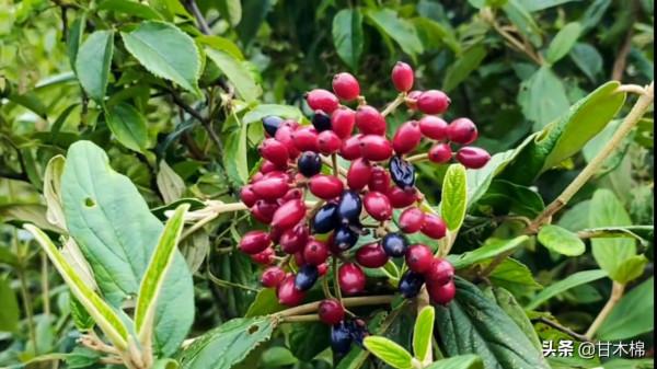 帶你一起回味62種南方野果子,它們是物質匱乏年代小朋友的零食 帶你一起回味62種南方野果子,它們是物質匱乏年代小朋友的零食