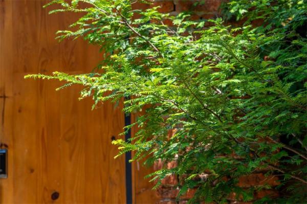 大理鳳陽邑:茶馬古道上的世外桃源 大理鳳陽邑:茶馬古道上的世外桃源