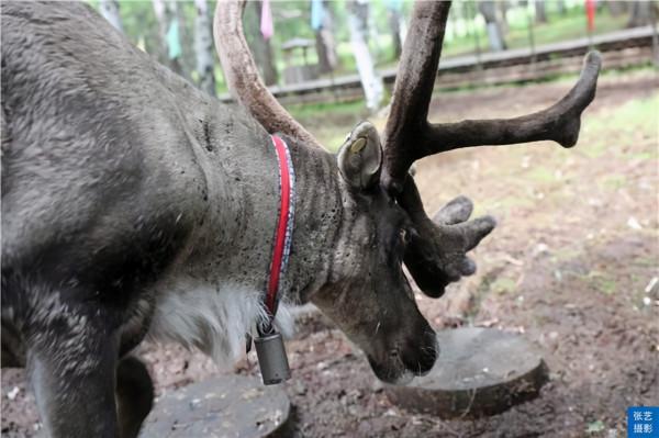 中國最後一支馴鹿部落：放養馴鹿為生，向遊客展示馴鹿部落遷徙史