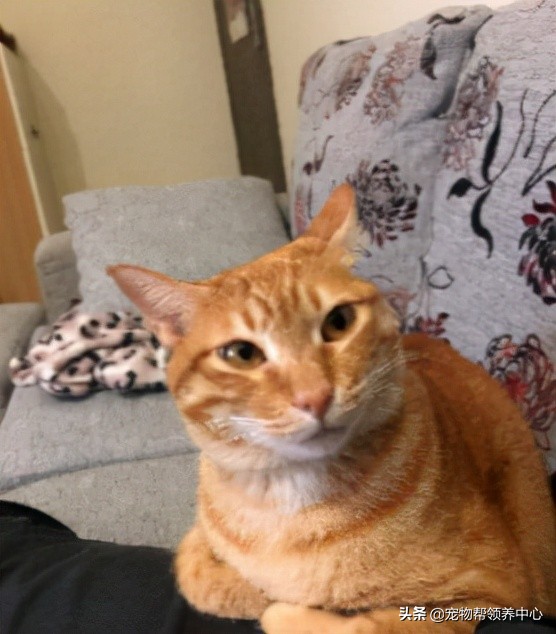 橘貓超級警惕,主人一著急竟直接抱著貓砂盆去醫院,搞笑又心酸 橘貓超級警惕,主人一著急竟直接抱著貓砂盆去醫院,搞笑又心酸