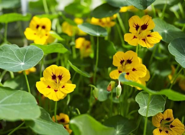 分享旱金蓮 花葉有極高觀賞價值全顆可以入藥 深受大家喜愛