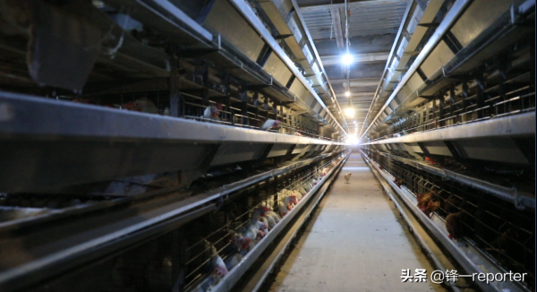 同樣養20萬隻蛋雞，他比別人多收入上百萬元，奧秘是啥？