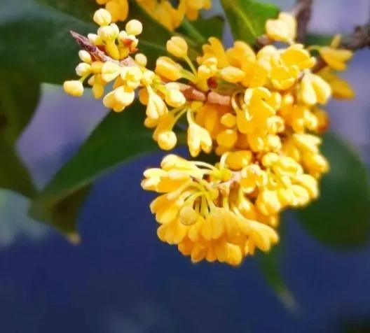 簡簡單單來認識植物之迷人的花朵 簡簡單單來認識植物之迷人的花朵