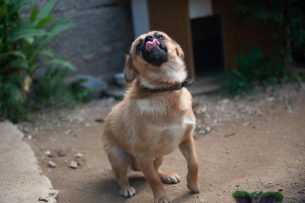 農村戶口與城市戶口的貓狗們的畜生