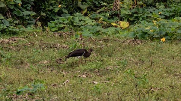 影片丨國家一級保護動物黑鸛現身瓦屋山，原來它長這個樣子