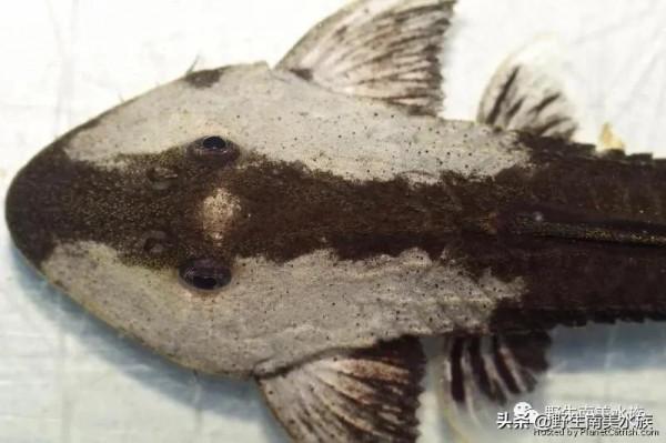 每天認識一種南美魚｜（72）陰陽直升機