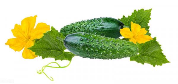 分享挑選黃瓜的小妙招,瞭解3個方面,選出脆爽可口的黃瓜 分享挑選黃瓜的小妙招,瞭解3個方面,選出脆爽可口的黃瓜