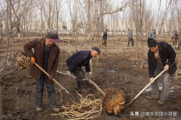 秋季栽種樹木要比春季栽種樹木更容易成活!你知道為什麼嗎? 秋季栽種樹木要比春季栽種樹木更容易成活!你知道為什麼嗎?