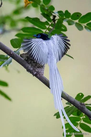 分享——超美壽帶鳥