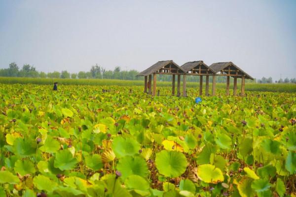 沙湖:感受一半沙漠一半湖水 沙湖:感受一半沙漠一半湖水