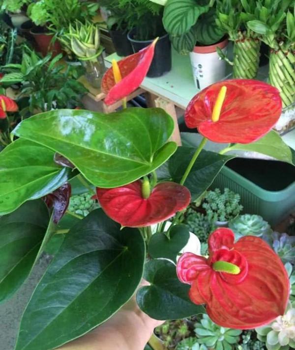 5種“耐陰花”，家裡採光差，一樣常開花，高階大氣又好養