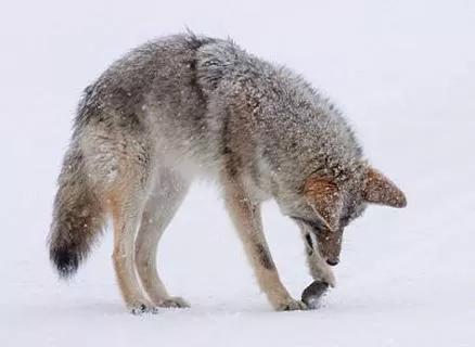 母狼掉陷阱被抓走，公狼連夜狂奔100裡救母狼，狼夫妻有真愛嗎？