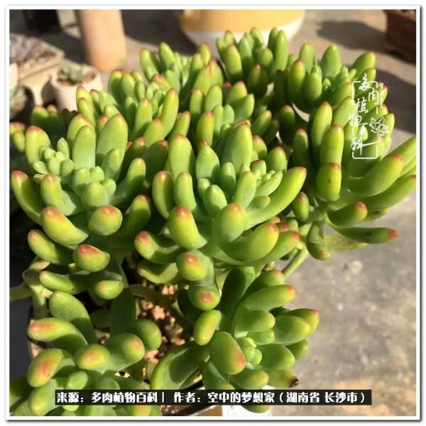 北陽臺黨，也有個多肉花園夢