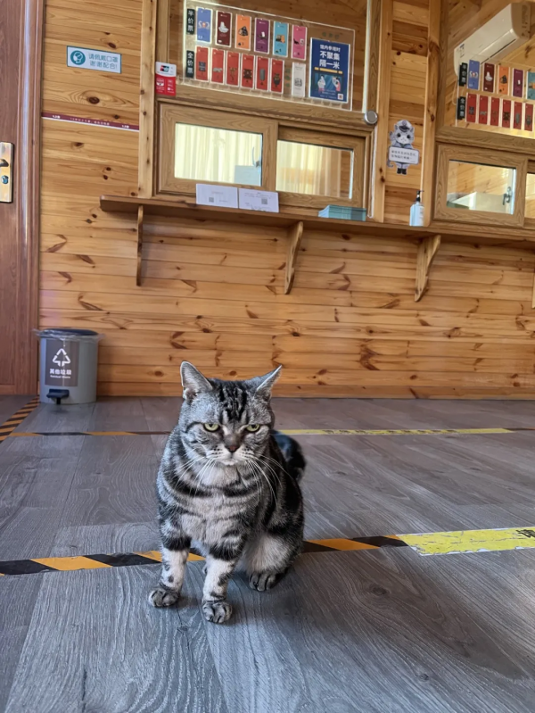 糟糕,鬍子太搶戲了 糟糕,鬍子太搶戲了