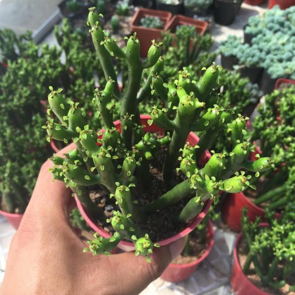 這4種“毒花”最好不要養，個個毒性都很大，養在家裡不安全