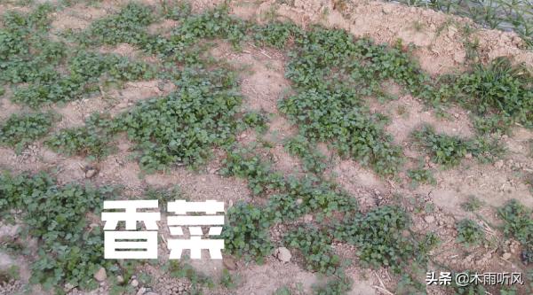 種植香菜,5點經驗,香菜苗齊苗壯長得好 種植香菜,5點經驗,香菜苗齊苗壯長得好