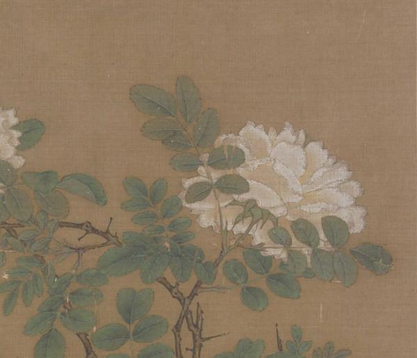 每日說畫｜白薔薇圖