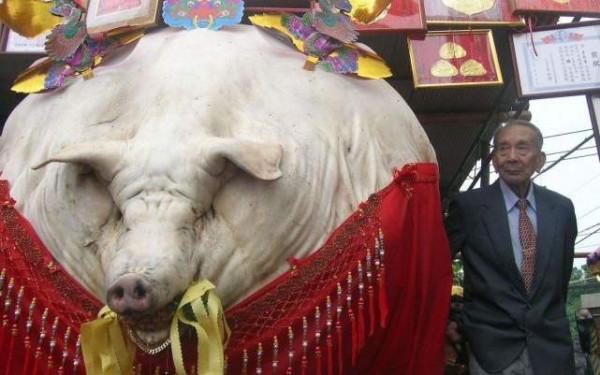 一頭豬一輩子不殺，可以養到多大，看完佩服了