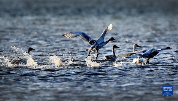 毛烏素沙地飛來白天鵝