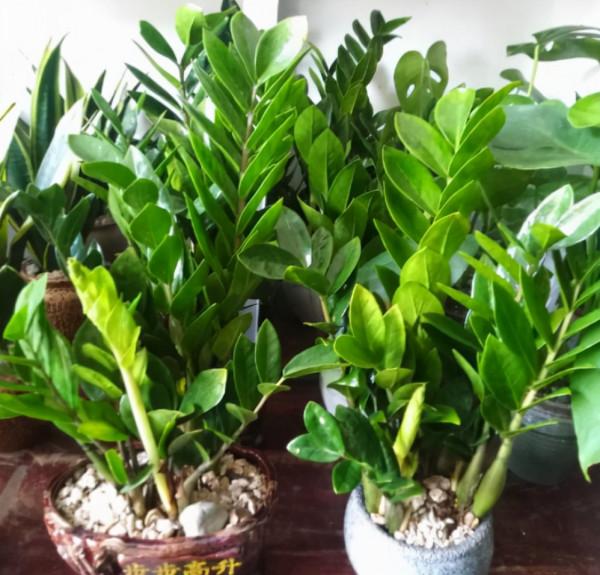 植物黃葉“病”難治，看看這5點，就能保證葉片油綠