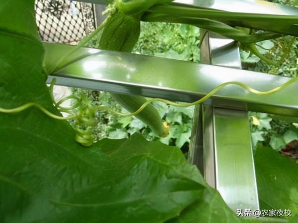 怎麼在陽臺上種小絲瓜 不怎麼管 連續結瓜能吃到冬天