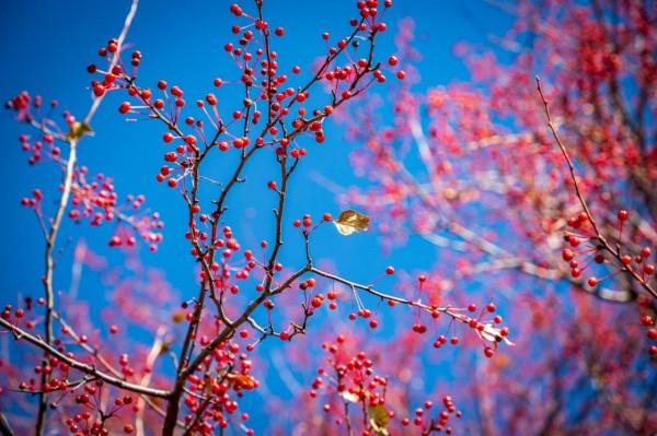 三天三季-我的烏蘭布統之旅-第五篇