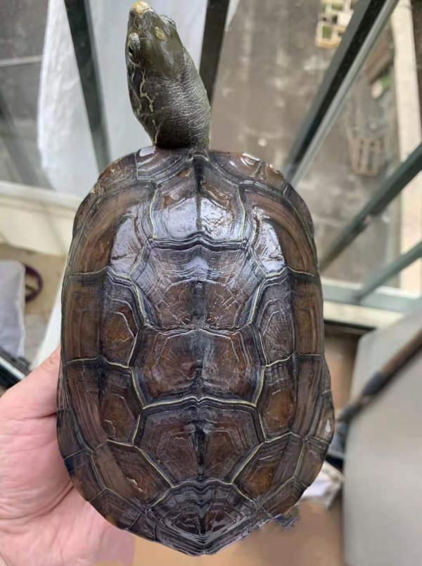 烏龜腐甲怎麼辦，如何判斷是否腐甲（2）