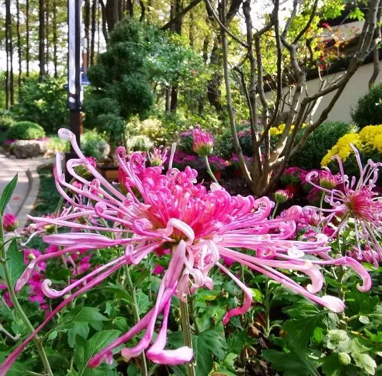 進入最佳觀賞期 進入最佳觀賞期