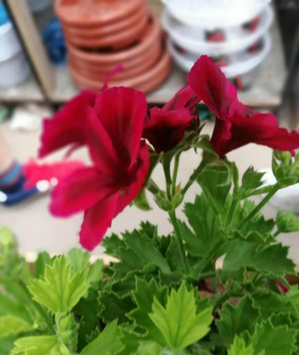 4種花現在是反季節，買回家就是交“智商稅”，白花冤枉錢