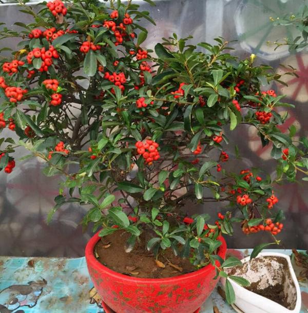 養花不能夠隨便,養花就要養價值高的花,能讓生活更健康美麗 養花不能夠隨便,養花就要養價值高的花,能讓生活更健康美麗