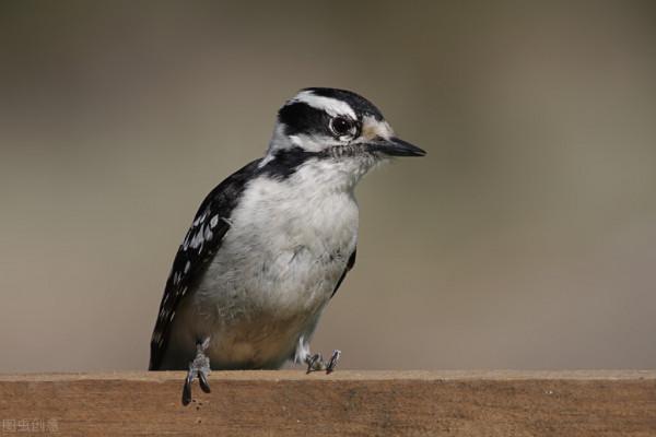 全世界60個國家的珍稀國寶