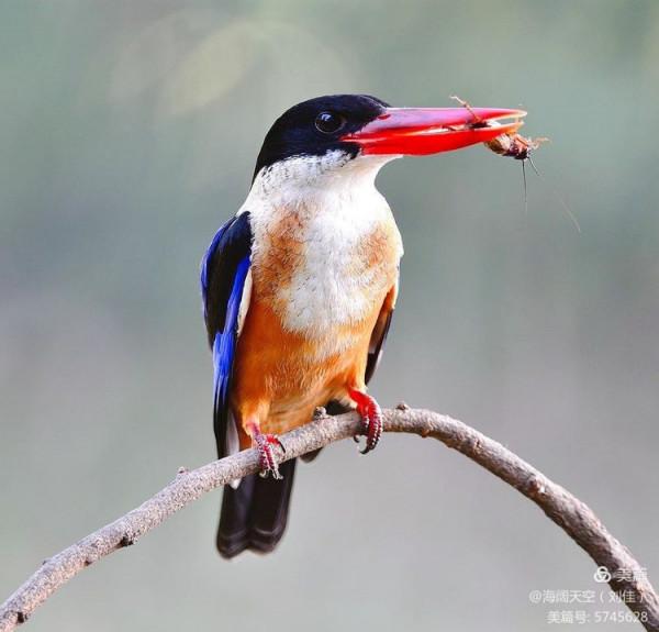 自然界中最美的鳥兒之一藍翡翠