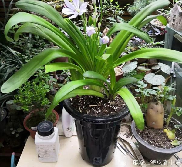 缺德商販，把“綠化草”包裝成“進口花”來賣，上當的人真不少