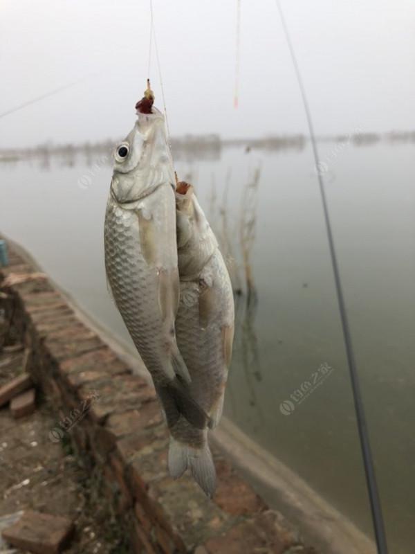 2021垂釣日誌之80，成子湖釣大水面沒想到魚口這麼瘋