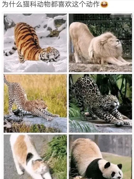 為什麼貓科動物都喜歡這個動作? 為什麼貓科動物都喜歡這個動作?