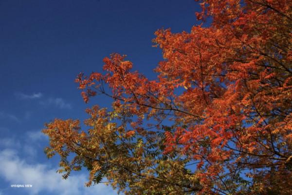 秋日“佳釀”，醇厚濃烈！季節限定款美景，錯過等一年