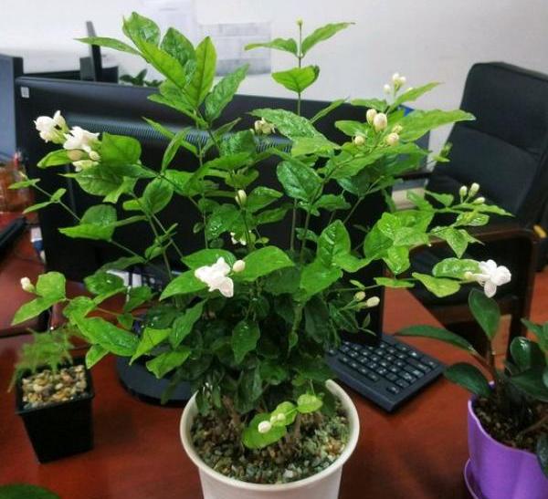 秋天養茉莉？進入“虛弱期”，養壯是關鍵，明年開花翻一倍