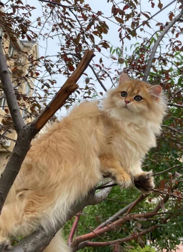 貓咪可以吃人類的食物嗎