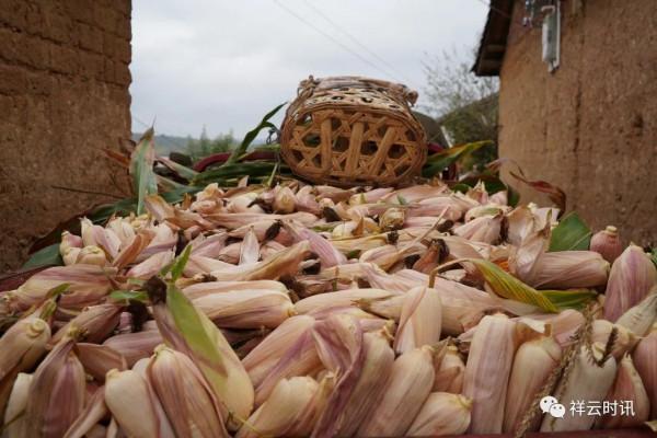 祥雲:鄉村人家的幸福底色 祥雲:鄉村人家的幸福底色